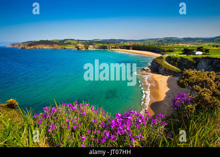 Wiese von grünem Gras und Blumen. Playa de Langre, Ribamontan al Mar, trasmiera Küste. Kantabrischen Meer. Kantabrien, Spanien. Europa Stockfoto