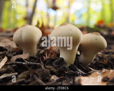 Pear-shaped puffball (Lycoperdon Pyriforme) in Gatineau Park, Thanksgiving Wochenende, Quebec, Kanada. Stockfoto