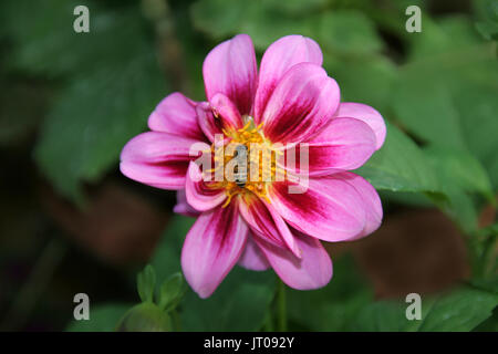 Biene, die saugen Nektar von Blumen mit rosa Blüten Stockfoto