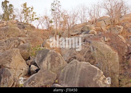 Schwer fassbaren Säugetier Faultiere mit ihren 2 jungen und Leopard in einem Bild (im Habitat) Stockfoto