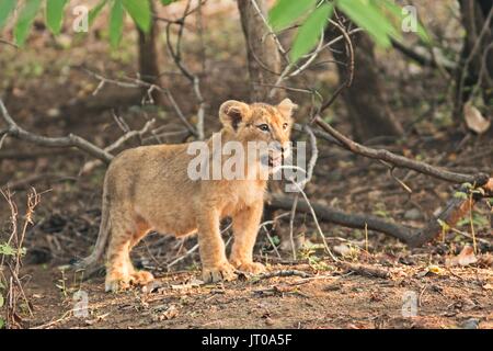 Asiatic Lion Cub Stockfoto