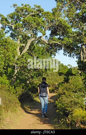 Trekking in der Giara di Gesturi, Sardinien, Italien, Europa Stockfoto