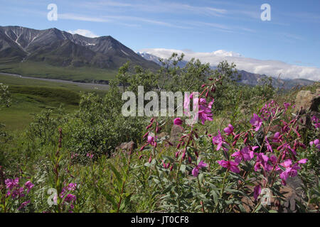 Denali National Park Stockfoto