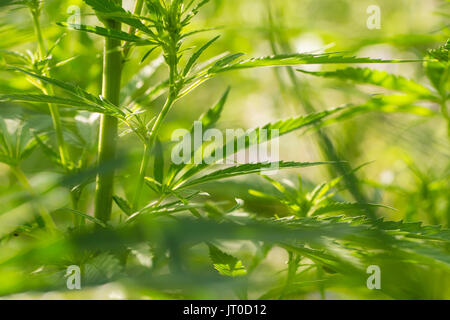 Eine schöne Cannabis im Garten wächst. Hanf Blätter closeup. Flache Tiefenschärfe Foto. Stockfoto