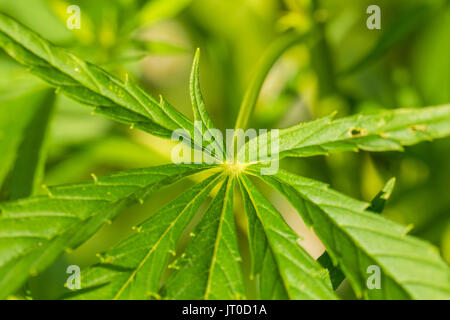 Eine schöne Cannabis im Garten wächst. Hanf Blätter closeup. Flache Tiefenschärfe Foto. Stockfoto