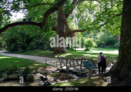 Zwei bemerkenswerte Platanen, in der Square des Batignolles, Paris, Frankreich. Stockfoto