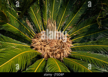 Cycas revoluta Stockfoto