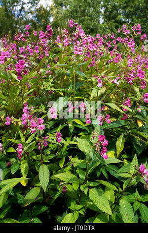 Himalayan Balsam, Impatiens glandulifera, Übernahme eines grasbewachsenen Rand und würgen alle anderen natürlichen Arten Stockfoto