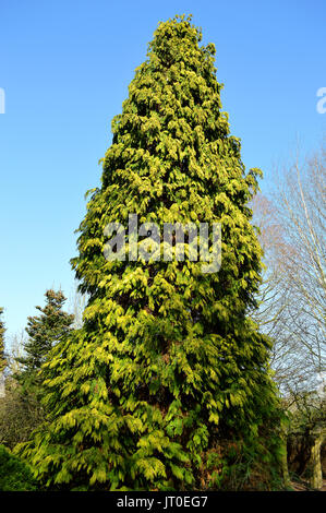 Northern White - Zeder lateinischer Name Thuja occidentalis bezeichnet Stockfoto