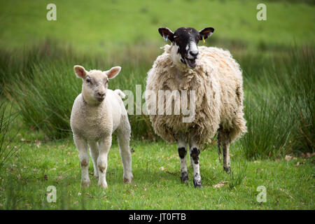 Ewe und Lamb auf dem Feld Stockfoto