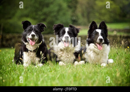 3 Border Collies saßen zusammen in einem Feld Stockfoto