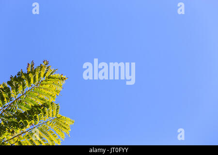 Zwei grüne Wedel, die von einem tropischen Baum an einem sonnigen, klaren, blauen Feder Himmel Hintergrund mit Platz für Inhalt oder Text. Stockfoto