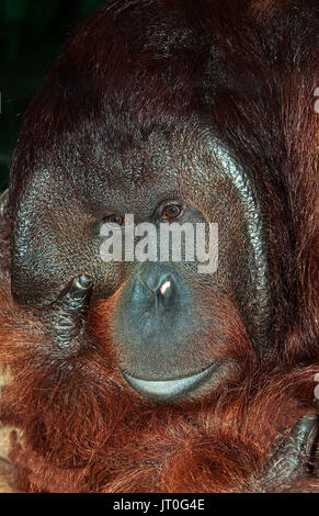 Kopf der männlichen Orang Utan Pongo pygmaeus IN BORNEO Stockfoto