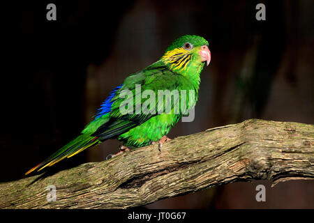 Buchse, Rot - FLANKIERT LORIKEET charmosyna placentis auf einem Zweig Stockfoto