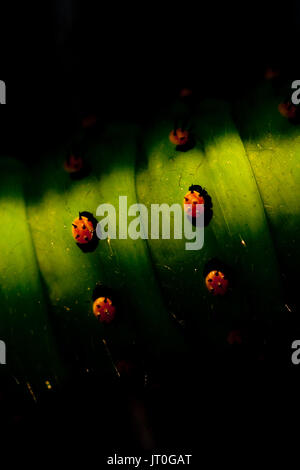 Eine Nahaufnahme eines Saturnia pavonia Larve Stockfoto