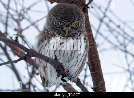 Eine eurasische Sperlingskauz (Glaucidium passerinum), der gerade in die Kamera versucht der Fotograf einzuschüchtern. Stockfoto