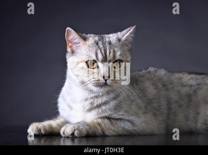 Scottish Straight Katze auf einem dunklen Hintergrund. Stockfoto