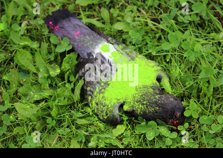 Der Kontrast der Urlaub und Tod. Toten vogel taube liegt auf dem Gras mit trockenen grüne Farbe an den Holi Festival gemalt. Stockfoto