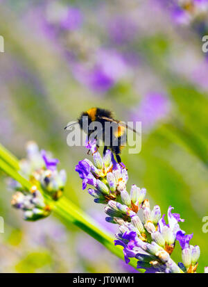 Ein Garten Hummeln Bombus hortorum Fütterung auf Nektar aus blühenden Lavendel Pflanze in einem Land, Garten mit einem unscharfen Hintergrund, Flintshire, Wales, Großbritannien Stockfoto