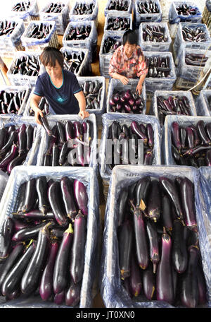 (170807)--ZIBO, 7. August 2017 (Xinhua)--Bauern wählen Sie Auberginen zum Verkauf in Beizhangliang Dorf in der Yuezhuang Stadt von Yiyuan County, East China Shandong Provinz, 7. August 2017.  Chinesische solar-Bezeichnung "der Anfang des Herbstes" fällt am 7. August dieses Jahres. (Xinhua/Zhao Dongshan) (lx) Stockfoto