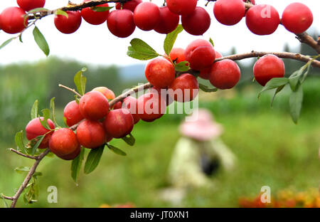 (170807)--ZIBO, 7. August 2017 (Xinhua)--Bauern holen Cerasus Humilis, eine Pflaume Frucht, in Cuijiazhuang Dorf Yuezhuang Stadt in Yiyuan County, Ost-China Shandong Provinz, 7. August 2017.  Chinesische solar-Bezeichnung "der Anfang des Herbstes" fällt am 7. August dieses Jahres. (Xinhua/Zhao Dongshan) (lx) Stockfoto