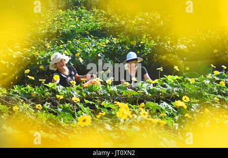 (170807)--ZIBO, 7. August 2017 (Xinhua)--Bauern wählen Sie Luffa Blumen in Caibanyu Dorf von Yiyuan County, East China Shandong Provinz, 7. August 2017.  Chinesische solar-Bezeichnung "der Anfang des Herbstes" fällt am 7. August dieses Jahres. (Xinhua/Zhao Dongshan) (lx) Stockfoto