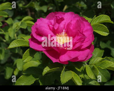 Nahaufnahme einer heißen rosa Wildrose (Rosa gallica?) Blüte in einem Glebe-Garten, Ottawa, Ontario, Kanada. Stockfoto