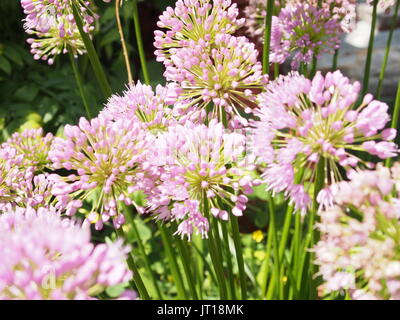 Ziemlich starburst Blütenköpfe der Deutschen Knoblauch (Allium senescens) wachsen in einem Glebe Garten, Ottawa, Ontario, Kanada. Stockfoto