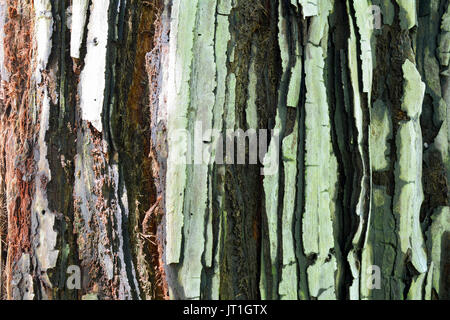 Die Rinde der jungen Küste, Redwood Sequoia sempervirens, mit den Farben Grün, Schwarz, Weiß und Braun - Textur oder Hintergrund Stockfoto