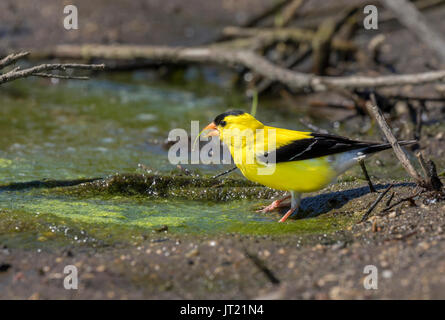 American goldfinch (spinus Tristis), erwachsenen männlichen, Algen Essen am Rande eines Waldes See, Ames, Iowa, USA. Stockfoto