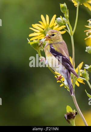 American goldfinch (spinus Tristis) Weiblich essen Samen der Kompass Pflanze Blumen (silphion laciniatum) zu einer Wiese, Ames, Iowa, USA Stockfoto