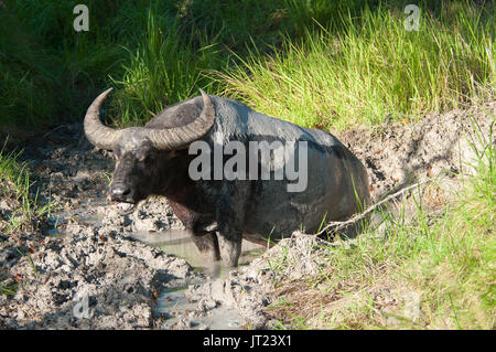 Schlammiges Wasser Büffel mit riesigen Hörnern steht in Muddy Creek von Grass in Indonesien umgeben. Stockfoto