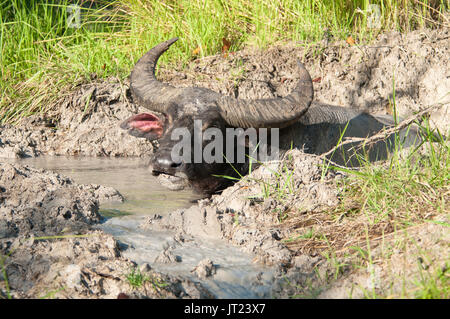Wasserbüffel mit riesigen Hörnern sitzt die Hälfte in einem Pool von schlammigen Wasser kauen Der cud versenkt. Stockfoto