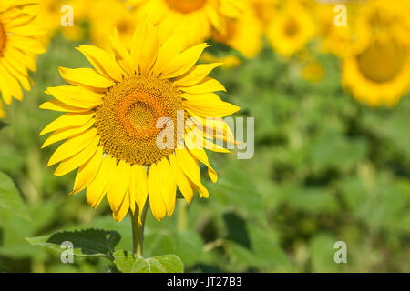 Eine helle gelbe Feld mit Sonnenblumen auf einem hellen Sommertag, gelbe Sonnenblumen stehen auf Dicke grüne Stiele und Samen in Sonnenblumen im Sommer reifen Stockfoto