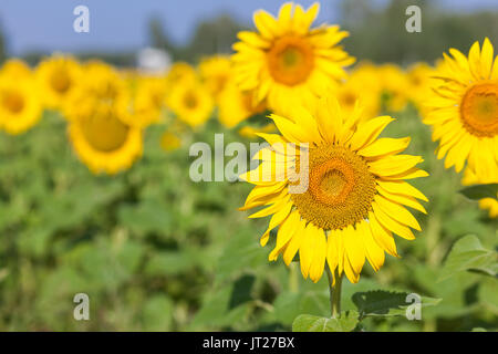 Eine helle gelbe Feld mit Sonnenblumen auf einem hellen Sommertag, gelbe Sonnenblumen stehen auf Dicke grüne Stiele und Samen in Sonnenblumen im Sommer reifen Stockfoto