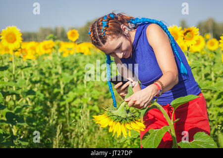 Eine junge Frau mit langen blauen Zöpfe in hellen Sommer Kleidung nimmt Bilder von einem grünen Stiel einer Sonnenblume auf einem Feld mit Sonnenblumen im Sommer Stockfoto