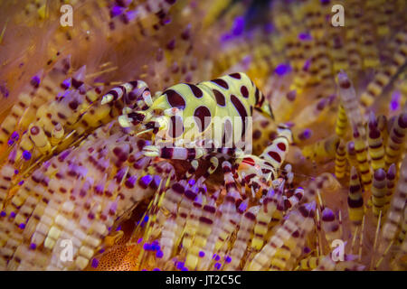 Coleman Shrimps (Periclimenes colemani) auf Fire Urchin ((Asthenosoma varium) in Lembeh Strait/Indonesien Stockfoto