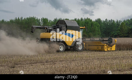 Nahaufnahme von einem Mähdrescher schneiden das Korn in einem Feld mit einem grauen Himmel Stockfoto