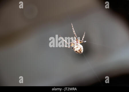 Spinne auf einem dunklen Hintergrund Stockfoto