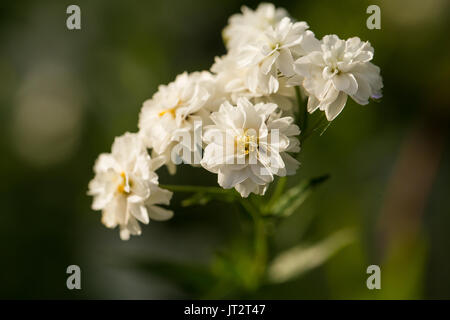 Schöne weiße Blumen wachsen im Garten. Lebendige Sommer Landschaft. Flache Tiefenschärfe closeup Foto. Stockfoto