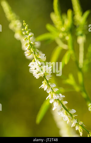 Schöne weiße Blumen wachsen im Garten. Lebendige Sommer Landschaft. Flache Tiefenschärfe closeup Foto. Stockfoto