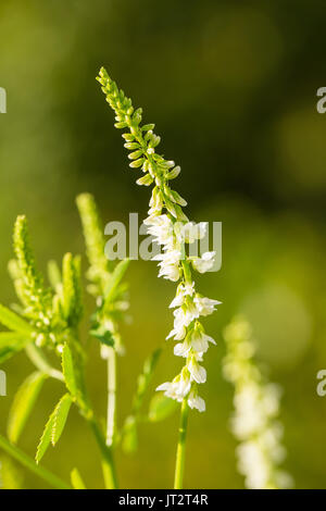 Schöne weiße Blumen wachsen im Garten. Lebendige Sommer Landschaft. Flache Tiefenschärfe closeup Foto. Stockfoto