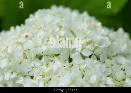 Schöne weiße Blumen wachsen im Garten. Lebendige Sommer Landschaft. Flache Tiefenschärfe closeup Foto. Stockfoto
