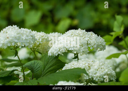 Schöne weiße Blumen wachsen im Garten. Lebendige Sommer Landschaft. Flache Tiefenschärfe closeup Foto. Stockfoto