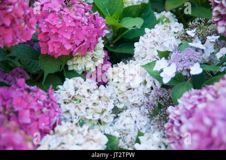 Blüte rosa Hortensia Blume. Fotografiert in Saint-Bertrand-de-Comminges, Frankreich Stockfoto