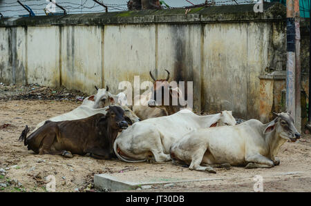 Heilige Kühe auf der Straße in Bodhgaya, Indien. Bodh Gaya ist eine religiöse Stätte und Wallfahrtsort mit dem Mahabodhi Tempel Komplex in Gaya dis zugeordnet Stockfoto