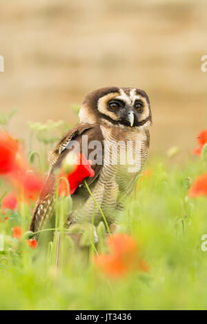 Asiatische braunes Holz Eule in Mohnblumen Strix leptogrammica Stockfoto