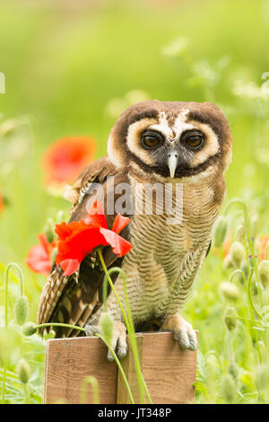 Asiatische braunes Holz Eule in Mohnblumen Strix leptogrammica Stockfoto