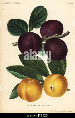 Englische Pflaumen Sorten, Prince Of Wales und Rivers frühen Transparent Gage, Prunus Domestica. Gezeichnet und chromolithographed von Pieter de Pannemaeker von Jean Linden l ' Illustration Horticole, Brüssel, 1896. Stockfoto