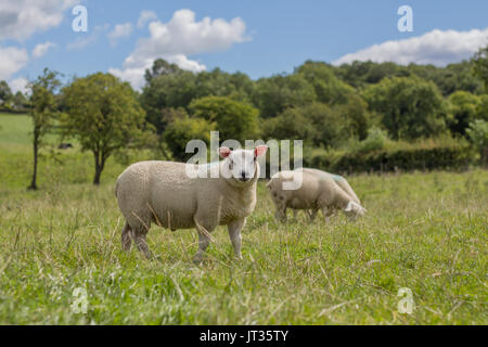 Schafe in einem Feld/Wiese/Ackerland Beweidung auf dem Gras. Man neugierig an der Kamera Stockfoto